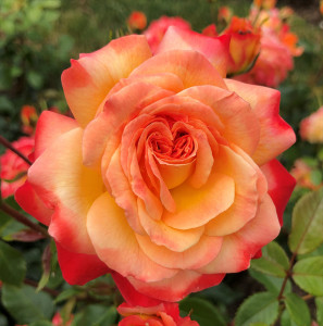 Grown in the UK Meteor 2