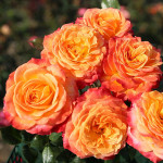 Grown in the UK Meteor 3