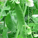 Grown in the UK Pea Champion of England 1