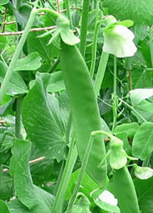 Grown in the UK Pea Champion of England 1