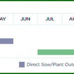 Grown in the UK Pea Champion of England 2