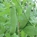 Grown in the UK Pea Champion of England 3
