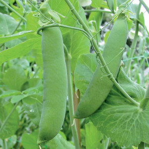 Grown in the UK Pea Champion of England 3