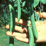 Grown in the UK Pea Champion of England 4