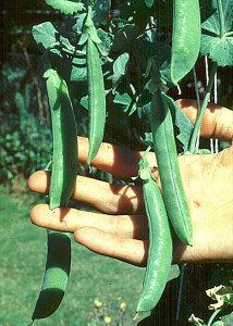 Grown in the UK Pea Champion of England 4