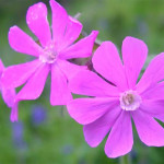 Grown in the UK Silene dioica 1