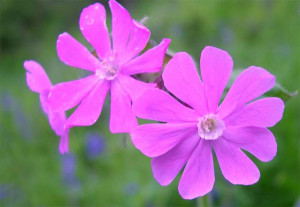 Grown in the UK Silene dioica 1