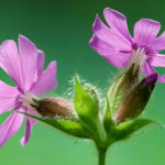 Grown in the UK Silene dioica 2