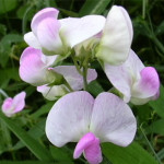 Eagle Sweet Peas 6