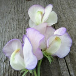 English Sweet Peas 1