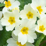 Primrose Cottage Nursery 1