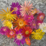 Southwold Succulent Co 6