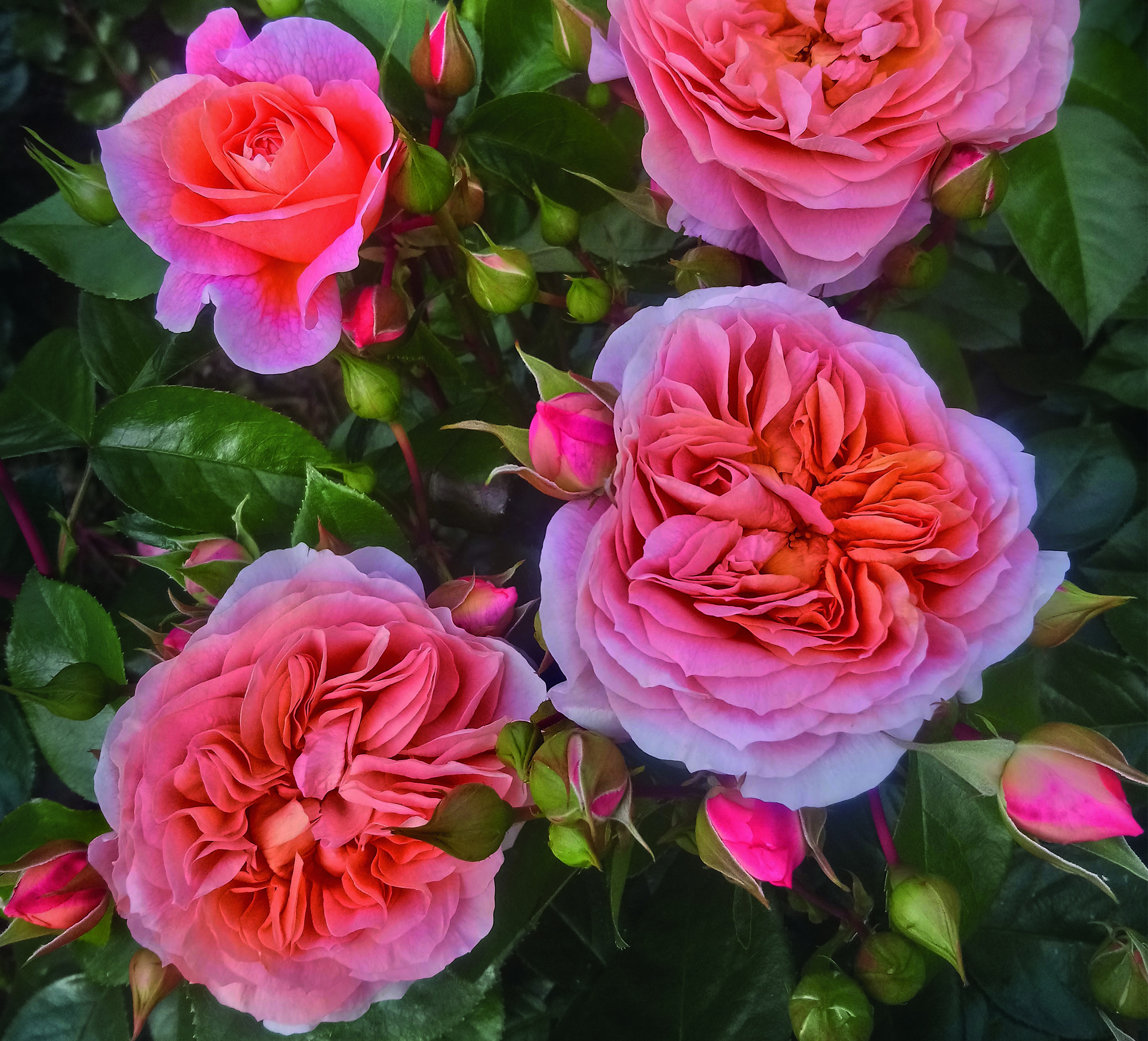 Griffins Roses – Grown In England