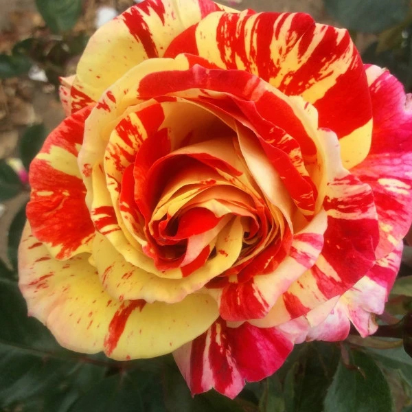 Eastcroft Roses – Grown In England